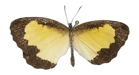 Citrinophila erastus erastus — LYCAENIDAE/7 MINA AFRIKANSKA LYCAENIDER/Lipteninae_DTR1181.jpg