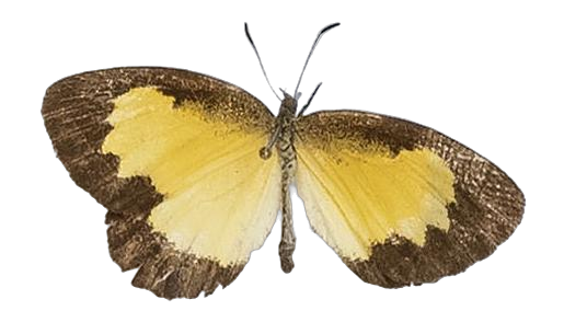 Citrinophila erastus erastus — LYCAENIDAE/7 MINA AFRIKANSKA LYCAENIDER/Lipteninae_DTR1181.jpg
