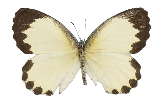 Citrinophila erastus erastus — LYCAENIDAE/7 MINA AFRIKANSKA LYCAENIDER/Lipteninae_DTR1181.jpg