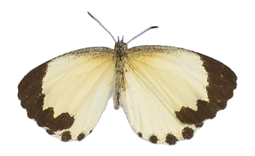 Citrinophila erastus erastus — LYCAENIDAE/7 MINA AFRIKANSKA LYCAENIDER/Lipteninae_DTR1181.jpg