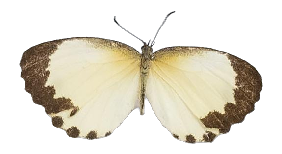 Citrinophila erastus erastus — LYCAENIDAE/7 MINA AFRIKANSKA LYCAENIDER/Lipteninae_DTR1181.jpg
