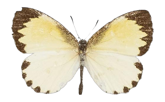 Citrinophila erastus pallida — LYCAENIDAE/7 MINA AFRIKANSKA LYCAENIDER/Lipteninae_DTR1181.jpg