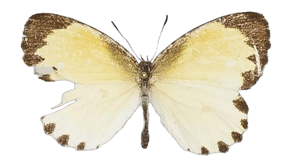 Citrinophila erastus pallida — LYCAENIDAE/7 MINA AFRIKANSKA LYCAENIDER/Lipteninae_DTR1181.jpg