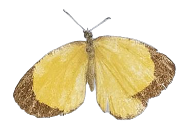 Citrinophila tenera — LYCAENIDAE/7 MINA AFRIKANSKA LYCAENIDER/Lipteninae_DTR1181.jpg