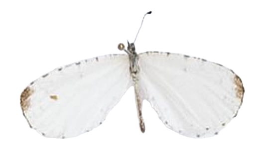 Argyrocheila inundifera — LYCAENIDAE/7 MINA AFRIKANSKA LYCAENIDER/Lipteninae_DTR1181.jpg