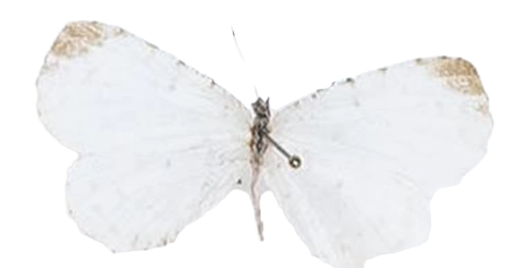 Argyrocheila inundifera — LYCAENIDAE/7 MINA AFRIKANSKA LYCAENIDER/Lipteninae_DTR1181.jpg