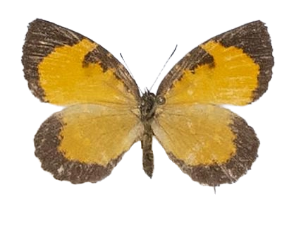Baliochila barnesi — LYCAENIDAE/7 MINA AFRIKANSKA LYCAENIDER/Lipteninae_DTR1181.jpg