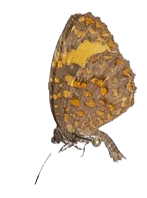 Baliochila barnesi — LYCAENIDAE/7 MINA AFRIKANSKA LYCAENIDER/Lipteninae_DTR1181.jpg