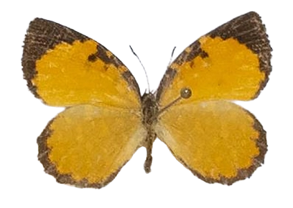 Baliochila barnesi — LYCAENIDAE/7 MINA AFRIKANSKA LYCAENIDER/Lipteninae_DTR1181.jpg