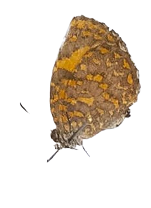 Baliochila barnesi — LYCAENIDAE/7 MINA AFRIKANSKA LYCAENIDER/Lipteninae_DTR1181.jpg