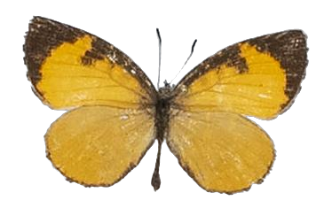 Baliochila fragilis — LYCAENIDAE/7 MINA AFRIKANSKA LYCAENIDER/Lipteninae_DTR1181.jpg