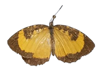 Baliochila hildegarda — LYCAENIDAE/7 MINA AFRIKANSKA LYCAENIDER/Lipteninae_DTR1181.jpg