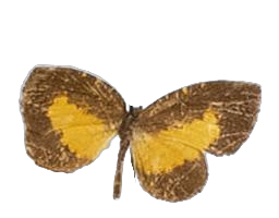 Baliochila minima latomarginata — LYCAENIDAE/7 MINA AFRIKANSKA LYCAENIDER/Lipteninae_DTR1181.jpg