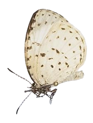 Teriomima subpunctata — LYCAENIDAE/7 MINA AFRIKANSKA LYCAENIDER/Lipteninae_DTR1181.jpg