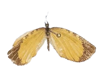 Teriomima micra — LYCAENIDAE/7 MINA AFRIKANSKA LYCAENIDER/Lipteninae_DTR1181.jpg