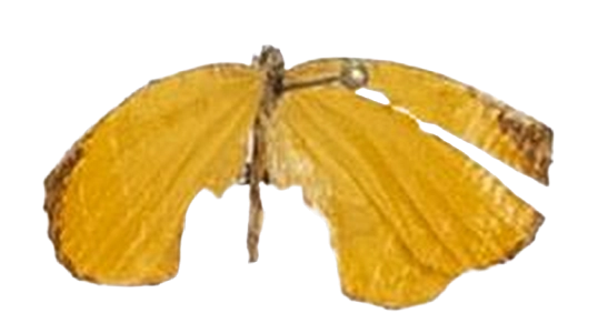 Teriomima micra — LYCAENIDAE/7 MINA AFRIKANSKA LYCAENIDER/Lipteninae_DTR1181.jpg
