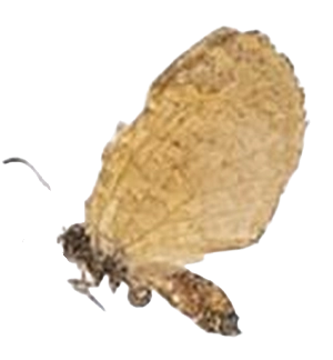 Teriomima micra — LYCAENIDAE/7 MINA AFRIKANSKA LYCAENIDER/Lipteninae_DTR1181.jpg