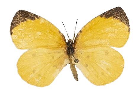 Teriomima puellaris — LYCAENIDAE/7 MINA AFRIKANSKA LYCAENIDER/Lipteninae_DTR1181.jpg