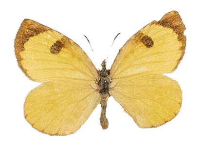 Cnodontes penningtoni — LYCAENIDAE/7 MINA AFRIKANSKA LYCAENIDER/Lipteninae_DTR1181.jpg