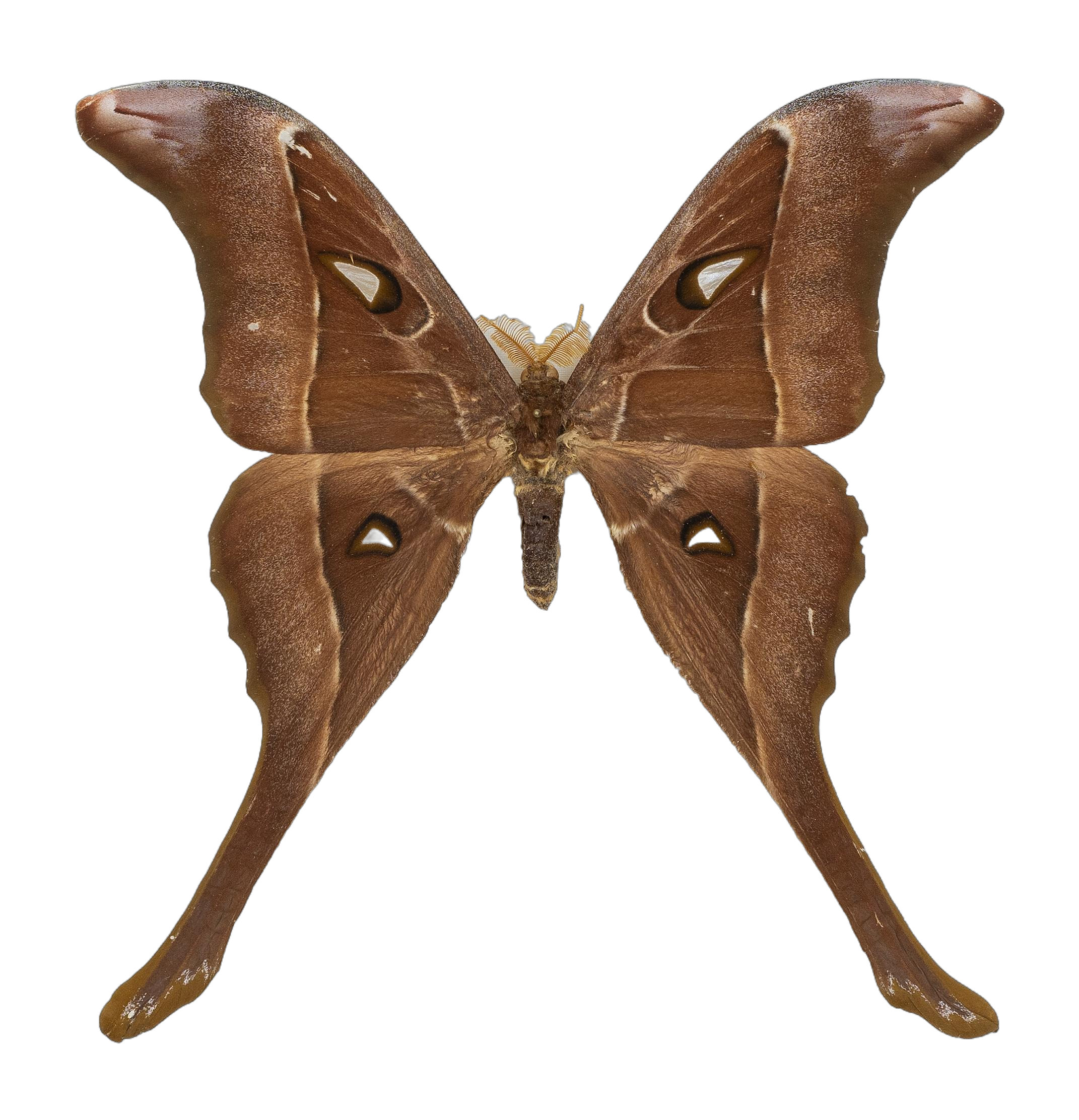 Coscinocera hercules — HETEROCERA/_DTR9029_Coscinocera_hercules.jpg