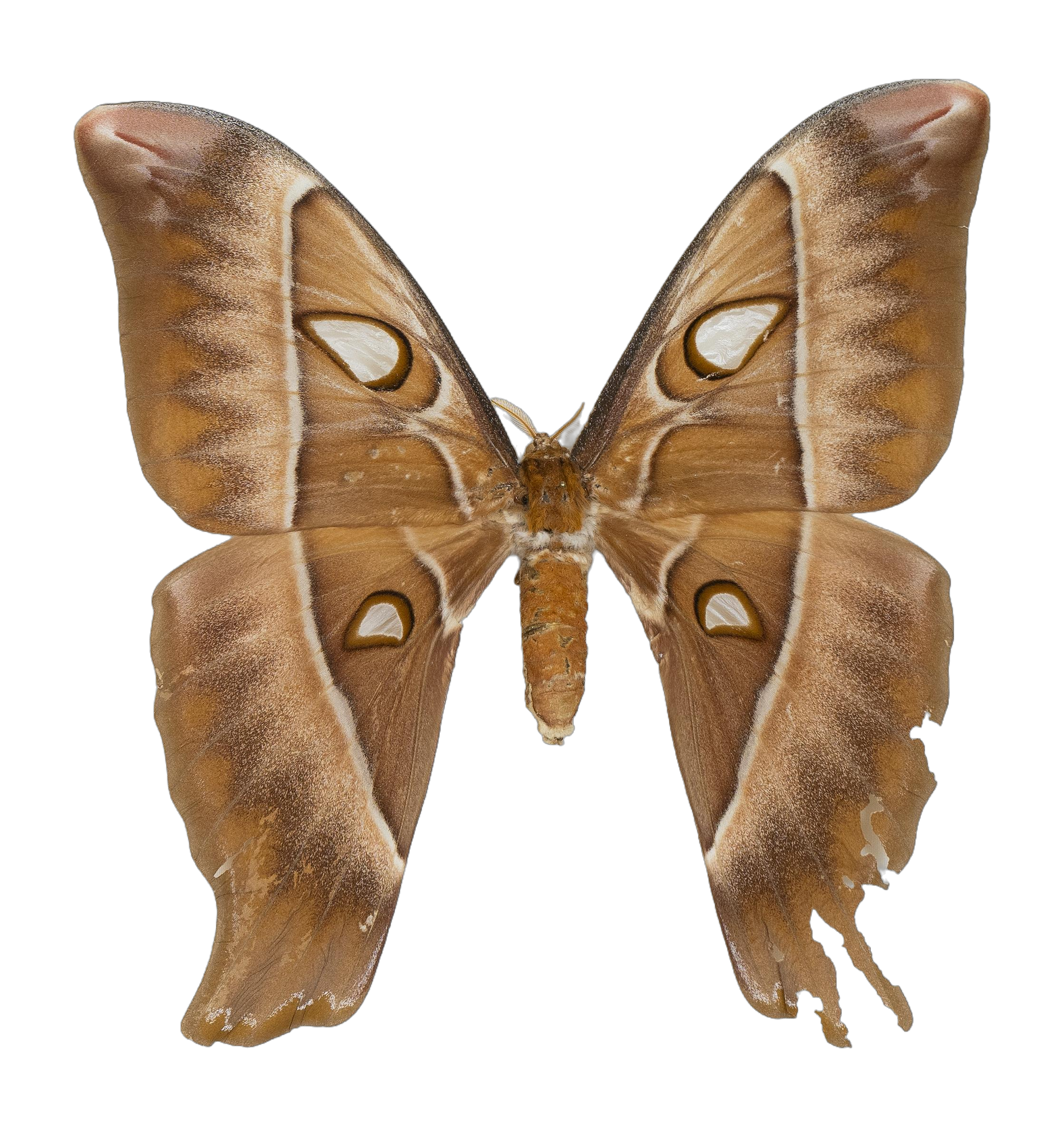 Coscinocera hercules — HETEROCERA/_DTR9029_Coscinocera_hercules.jpg