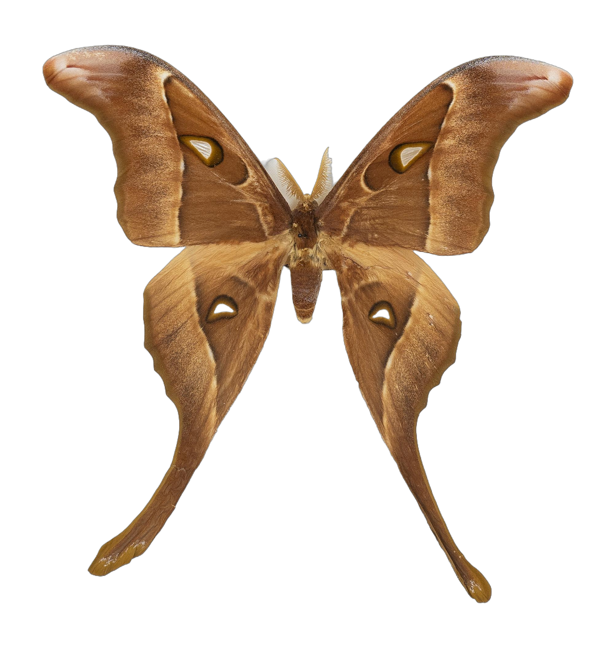 Coscinocera hercules — HETEROCERA/_DTR9029_Coscinocera_hercules.jpg