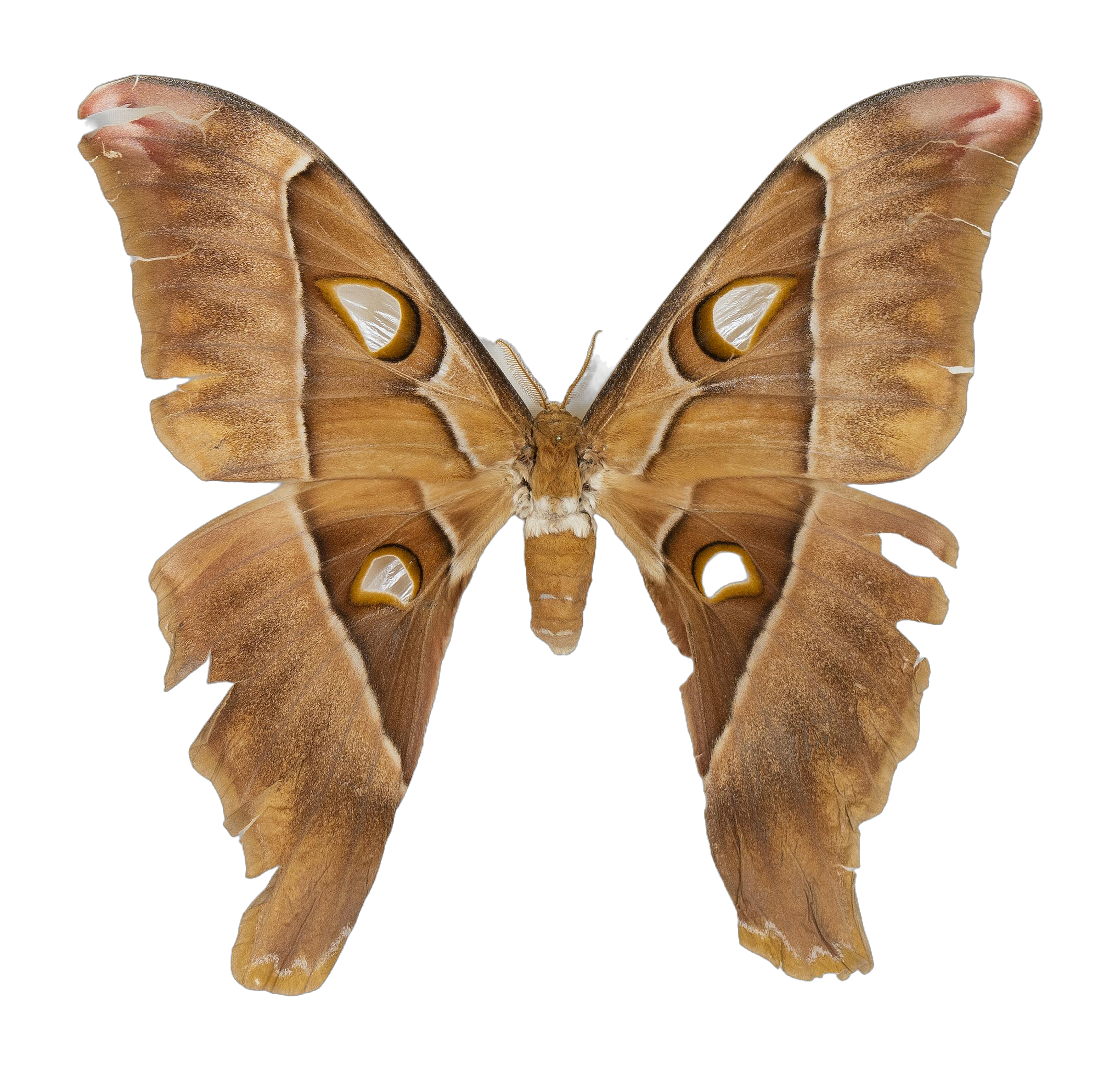 Coscinocera hercules — HETEROCERA/_DTR9029_Coscinocera_hercules.jpg