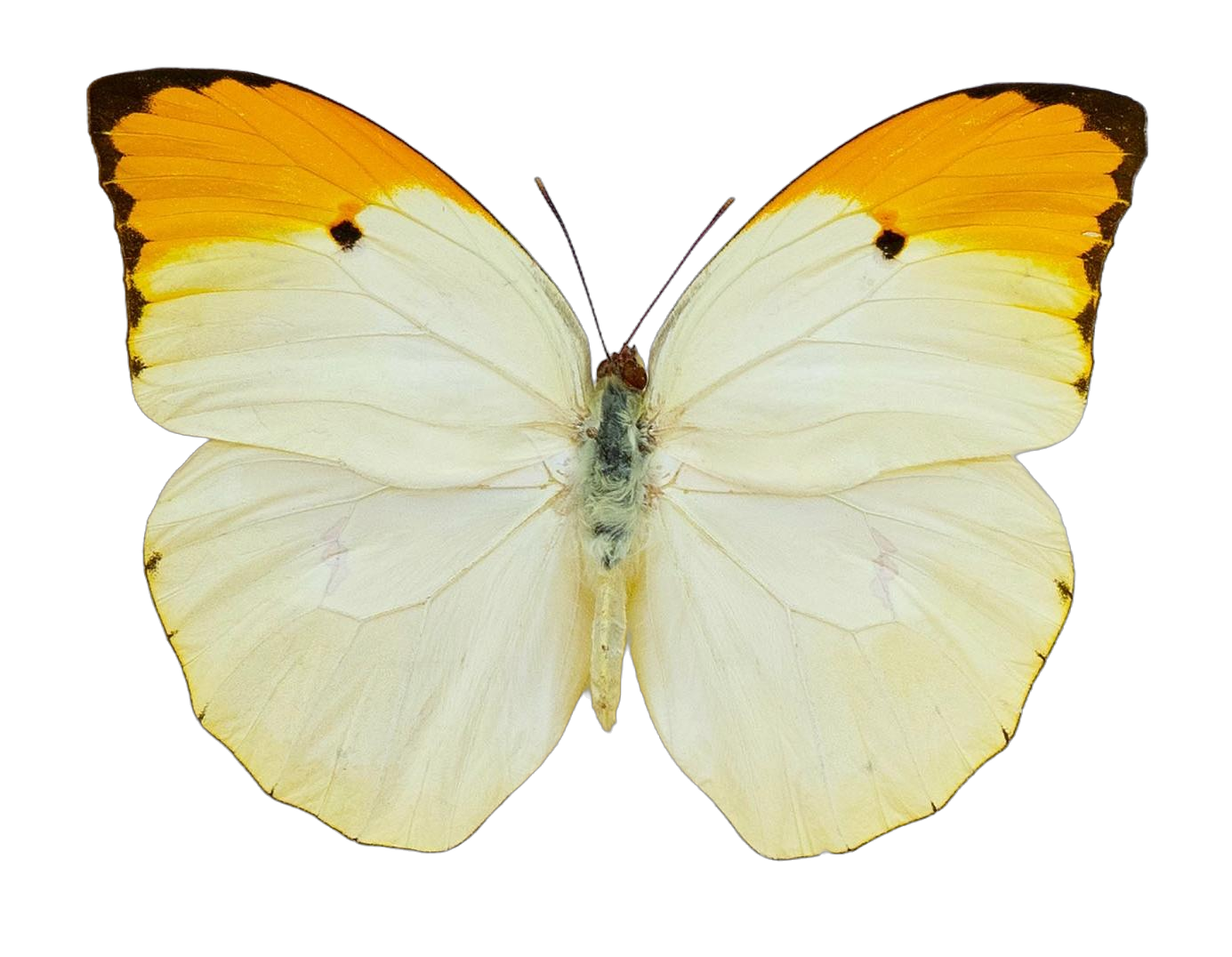 Anteos menippe menippe — PIERIDAE MARS 2026/Anteos_TDR5539.jpg