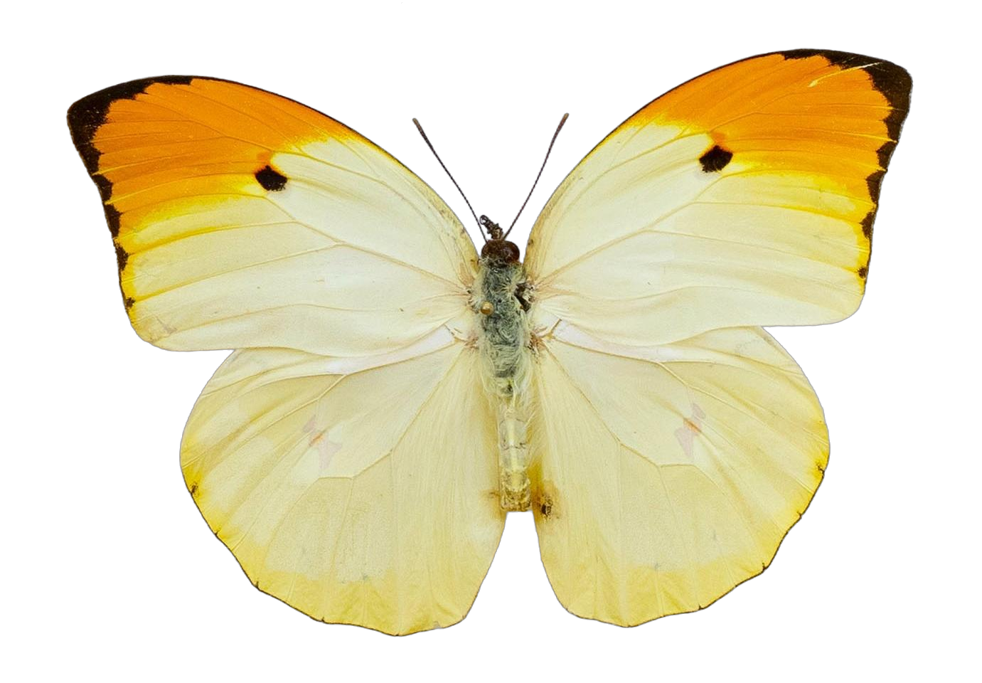Anteos menippe menippe — PIERIDAE MARS 2026/Anteos_TDR5539.jpg