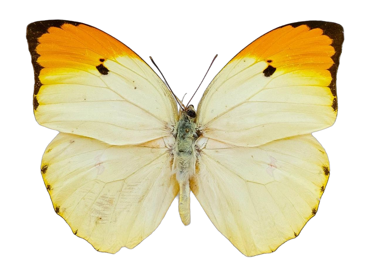 Anteos menippe menippe — PIERIDAE MARS 2026/Anteos_TDR5539.jpg