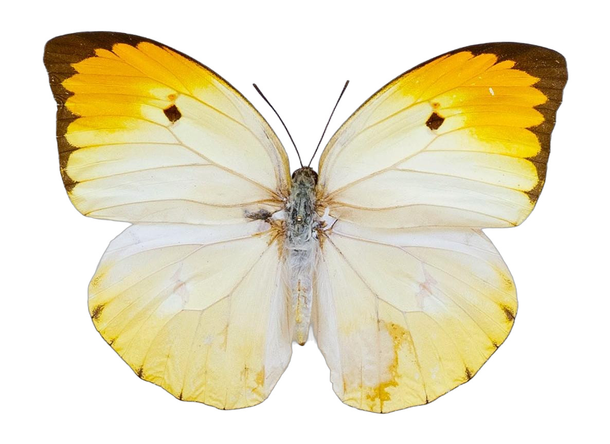 Anteos menippe menippe — PIERIDAE MARS 2026/Anteos_TDR5539.jpg