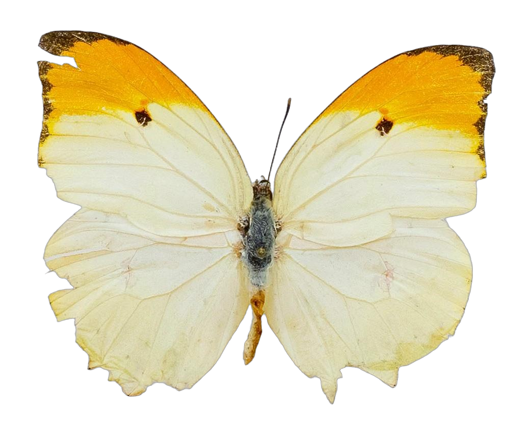 Anteos menippe menippe — PIERIDAE MARS 2026/Anteos_TDR5539.jpg
