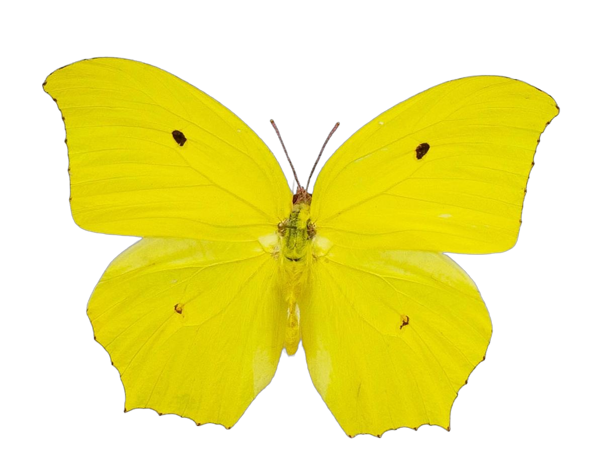 Anteos maerula — PIERIDAE MARS 2026/Anteos_TDR5539.jpg