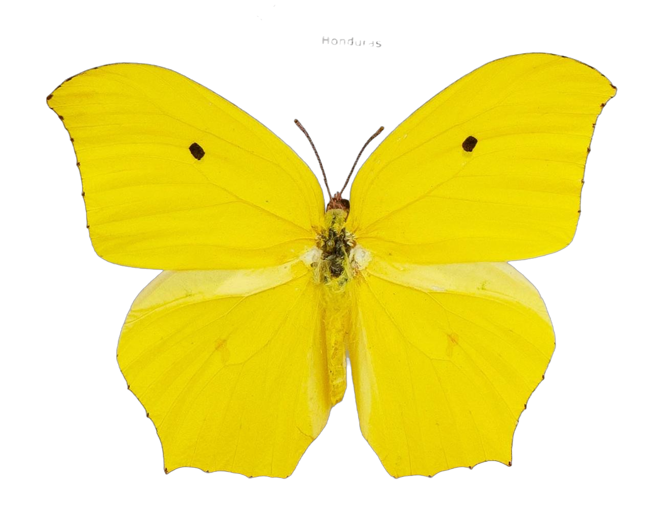 Anteos maerula — PIERIDAE MARS 2026/Anteos_TDR5539.jpg