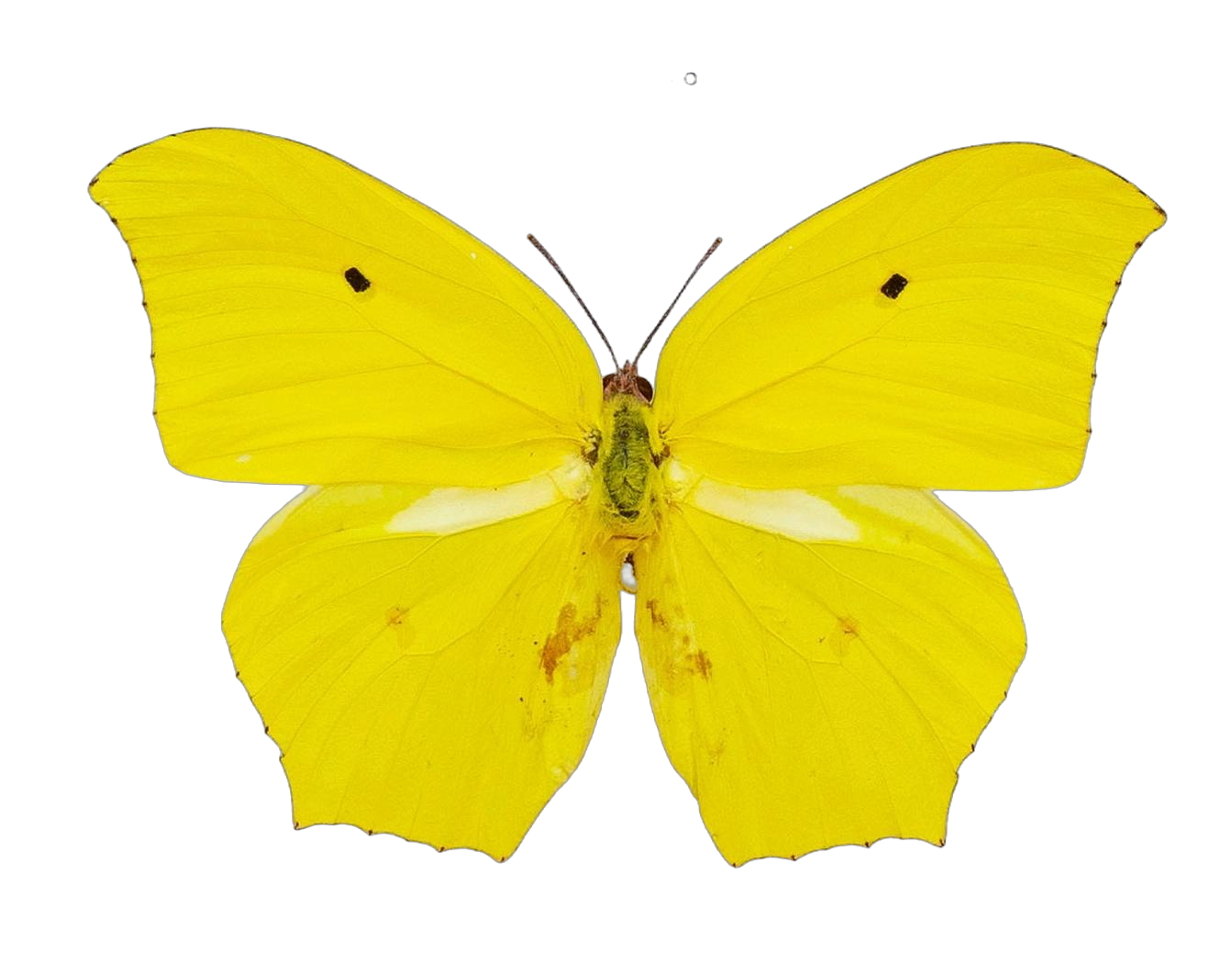 Anteos maerula — PIERIDAE MARS 2026/Anteos_TDR5539.jpg