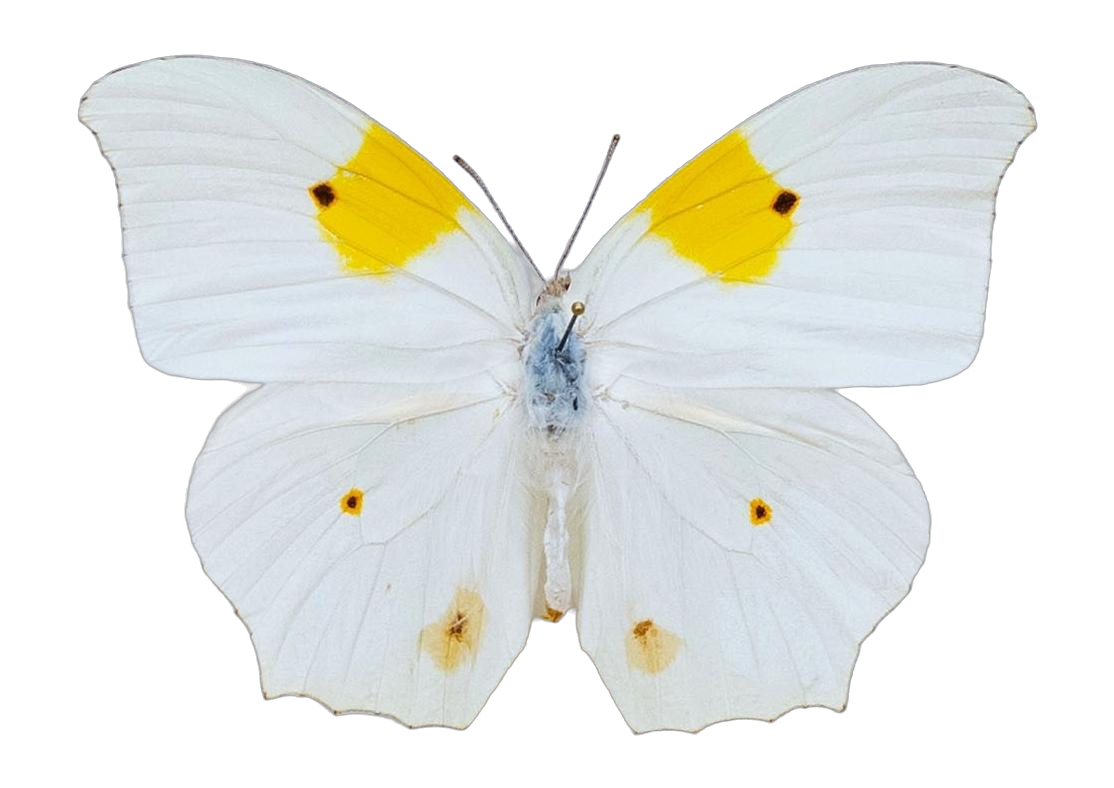 Anteos clorinde nivifera — PIERIDAE MARS 2026/Anteos_TDR5539.jpg
