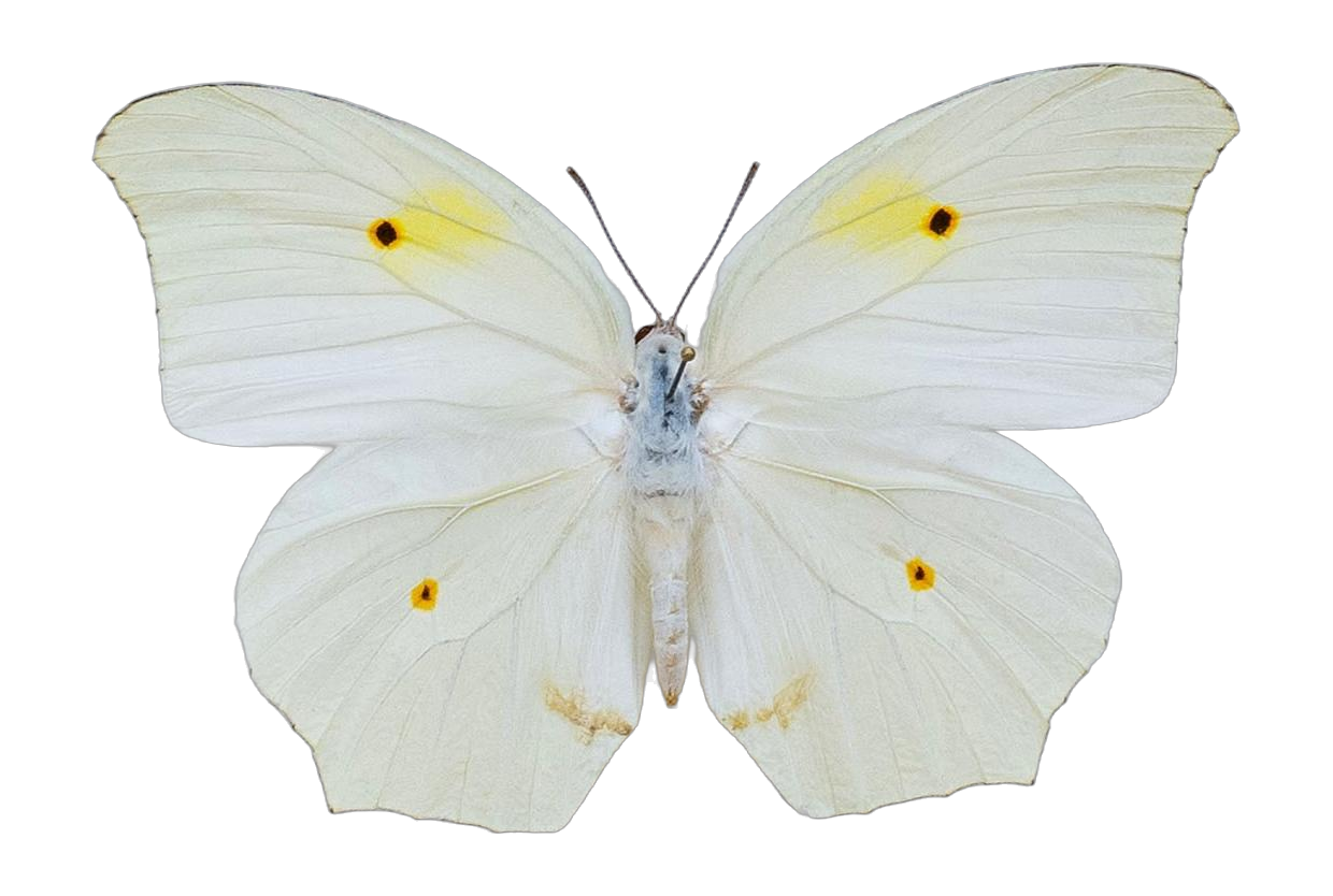 Anteos clorinde nivifera — PIERIDAE MARS 2026/Anteos_TDR5539.jpg
