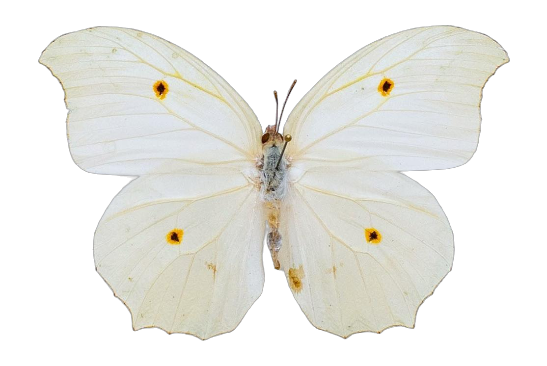 Anteos clorinde clorinde — PIERIDAE MARS 2026/Anteos_TDR5539.jpg