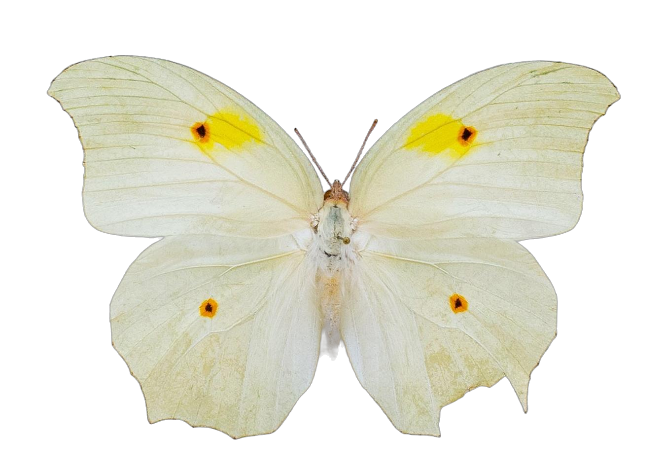 Anteos clorinde clorinde — PIERIDAE MARS 2026/Anteos_TDR5539.jpg