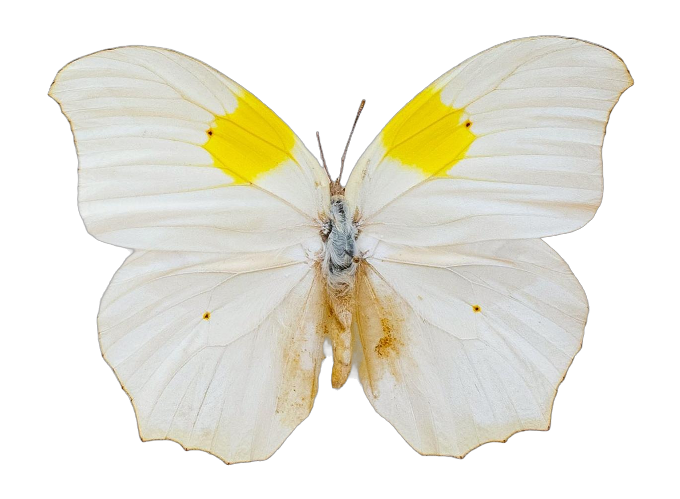 Anteos clorinde clorinde — PIERIDAE MARS 2026/Anteos_TDR5539.jpg