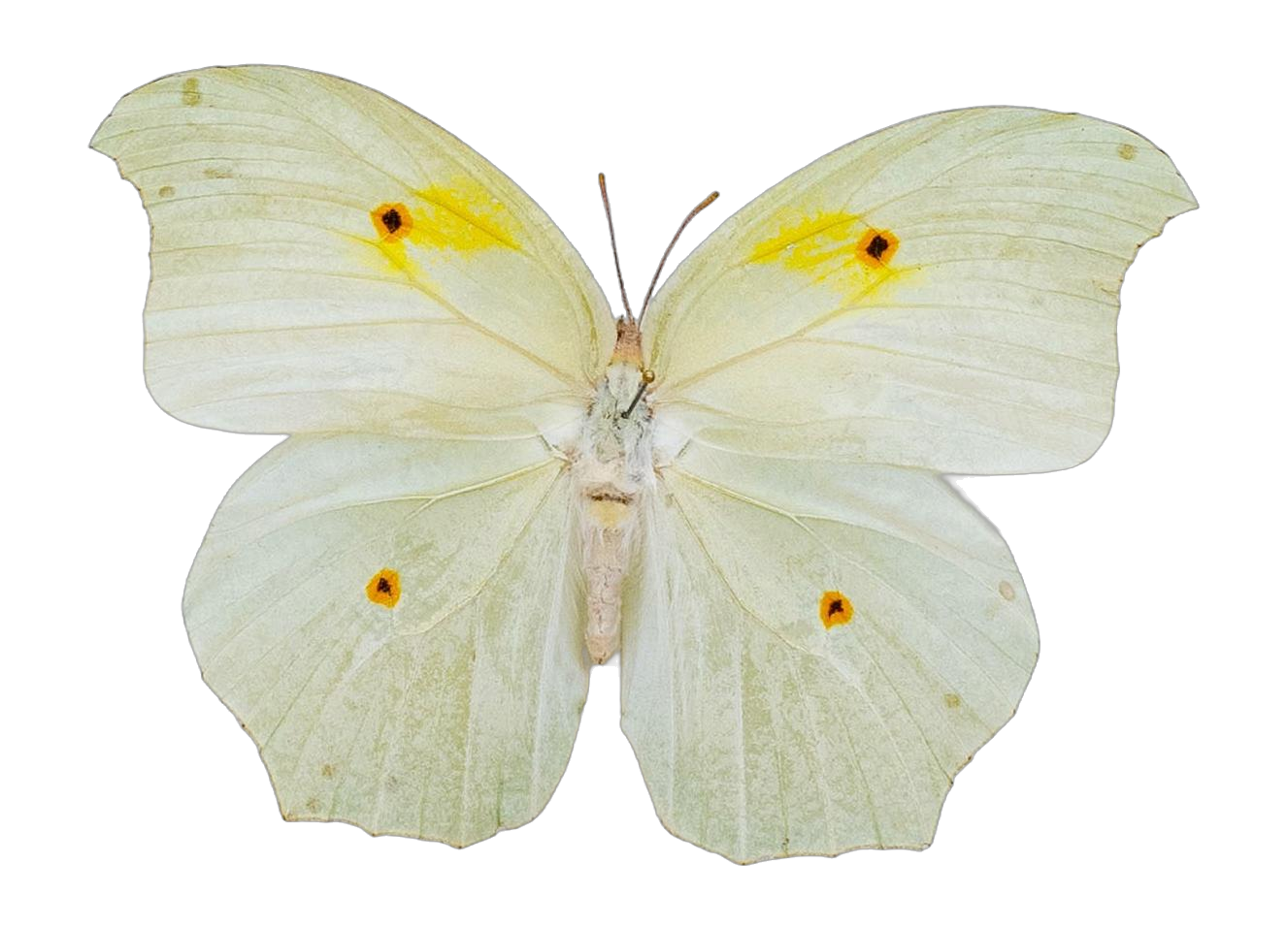 Anteos clorinde clorinde — PIERIDAE MARS 2026/Anteos_TDR5539.jpg