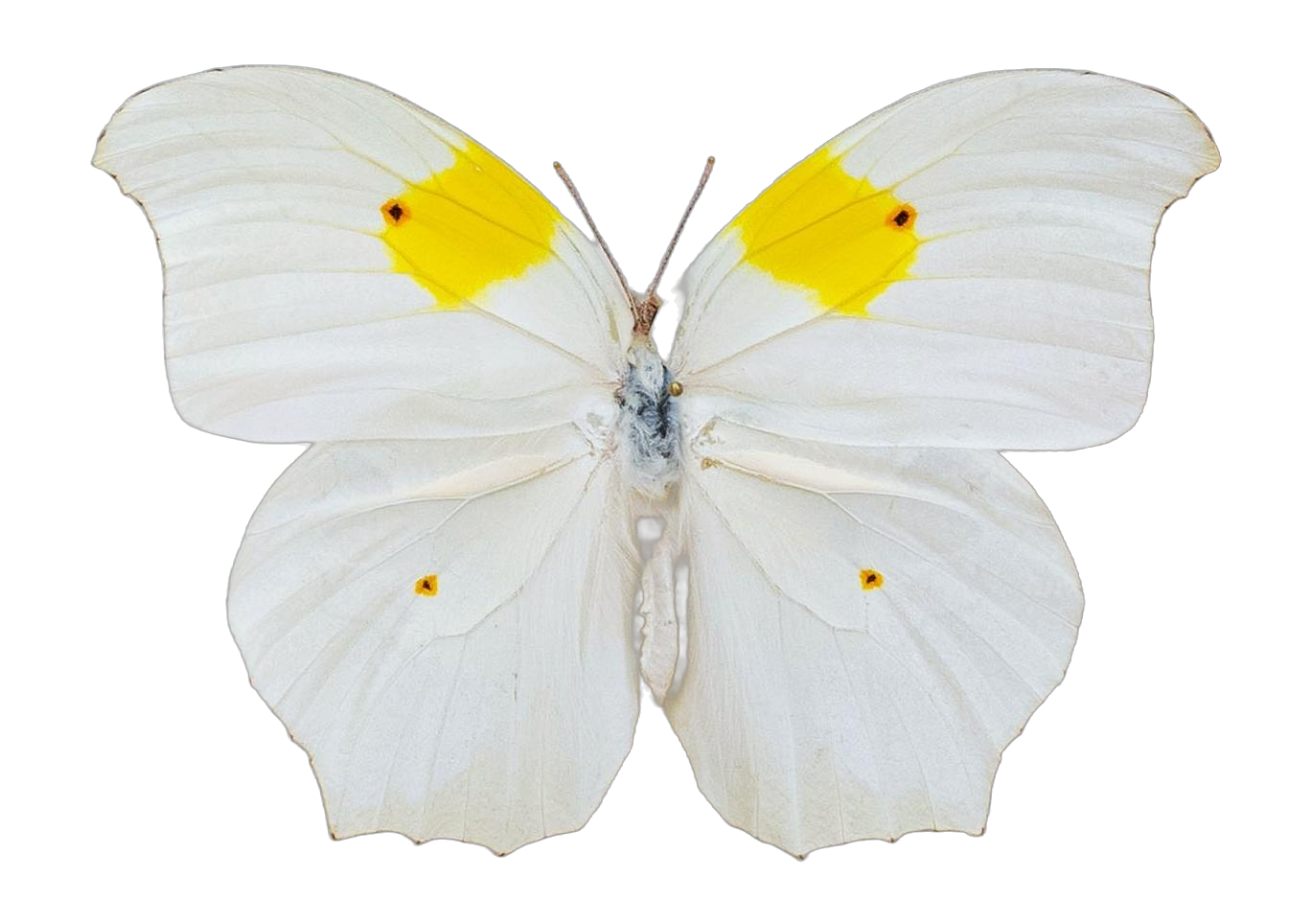 Anteos clorinde clorinde — PIERIDAE MARS 2026/Anteos_TDR5539.jpg