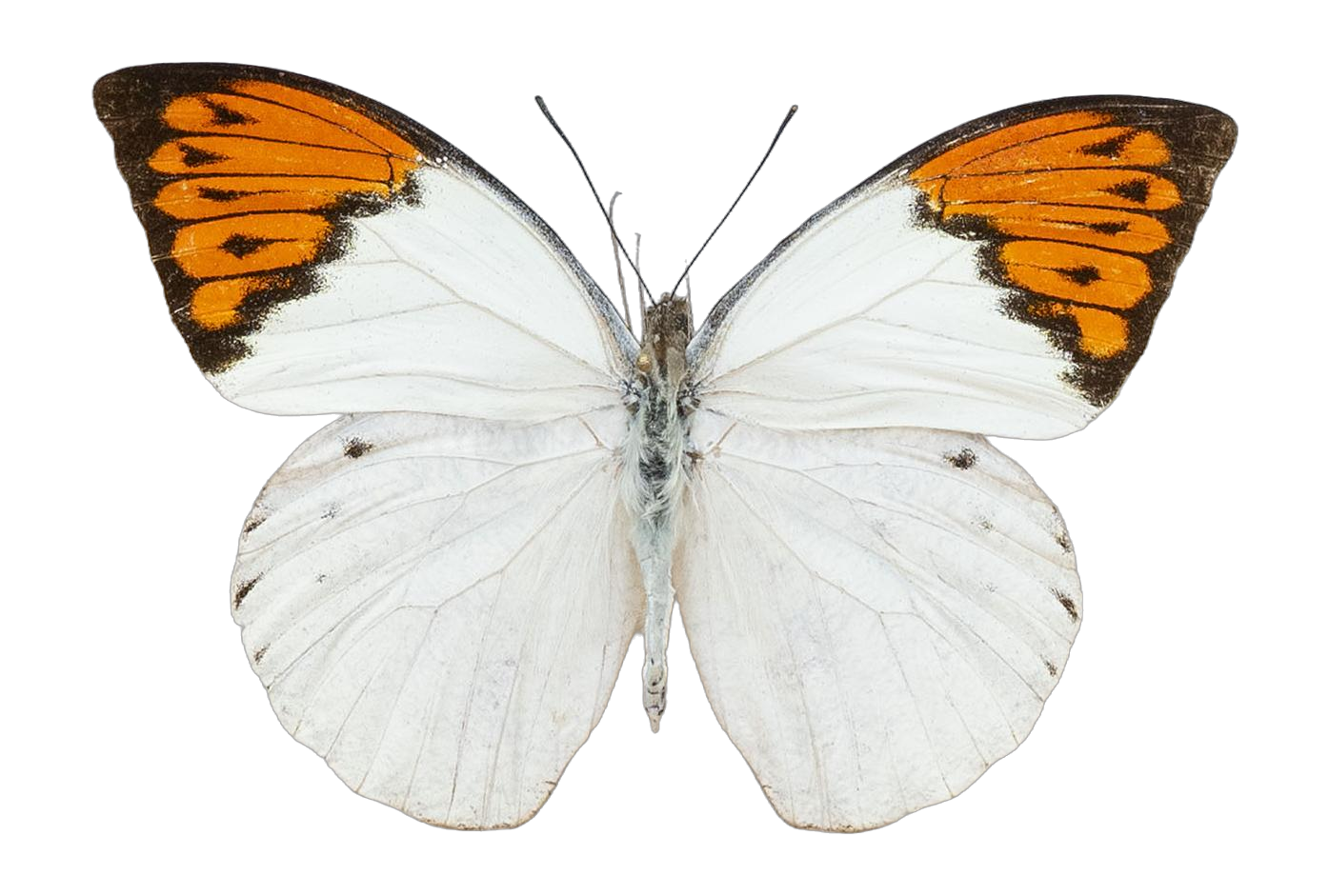 Hebomoia glaucippe glaucippe — PIERIDAE MARS 2026/Hebomoia 1 _TDR5541.jpg