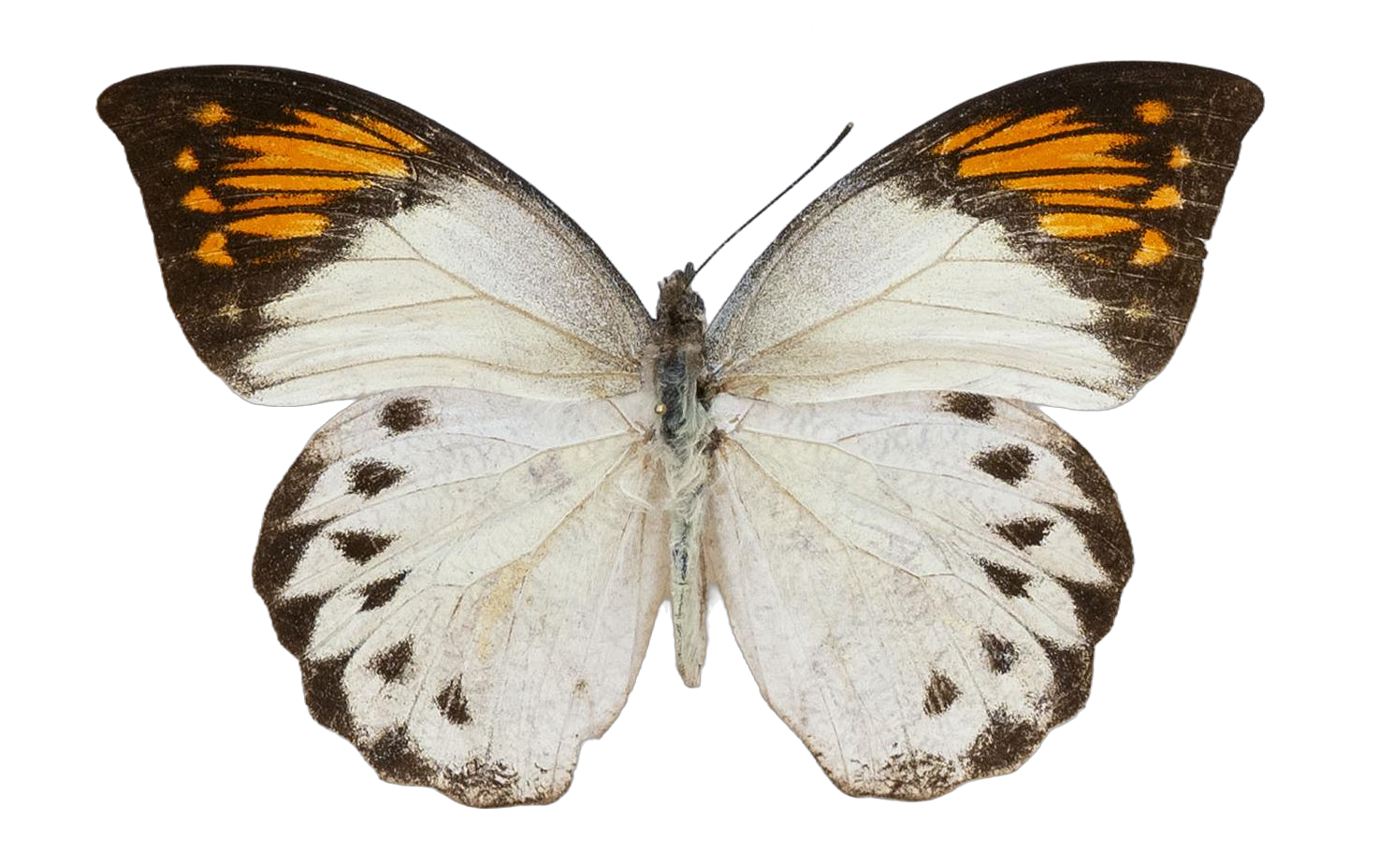 Hebomoia glaucippe glaucippe — PIERIDAE MARS 2026/Hebomoia 1 _TDR5541.jpg