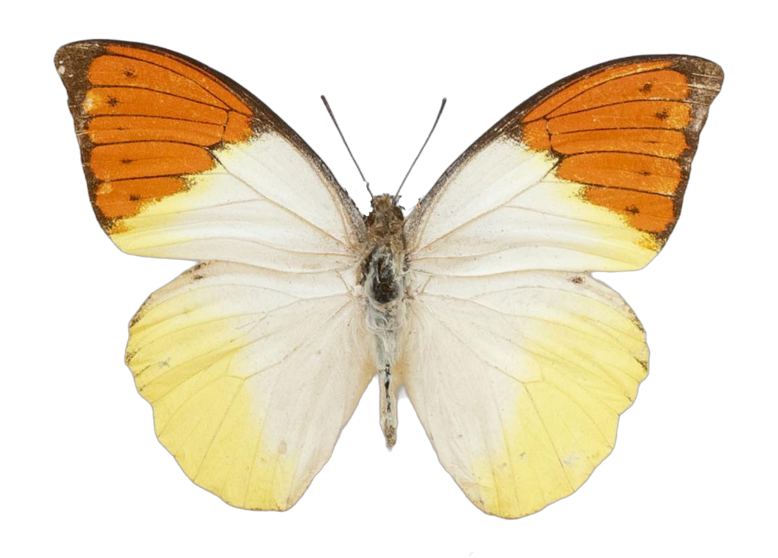 Hebomoia glaucippe roepstorffi — PIERIDAE MARS 2026/Hebomoia 1 _TDR5541.jpg