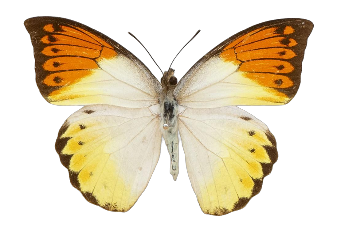 Hebomoia glaucippe roepstorffi — PIERIDAE MARS 2026/Hebomoia 1 _TDR5541.jpg