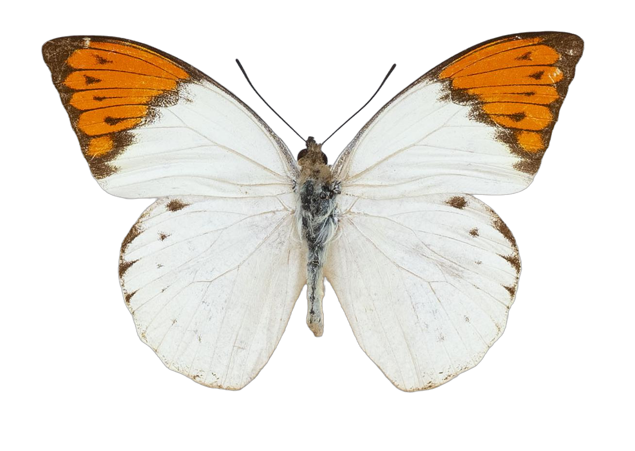 Hebomoia glaucippe formosana — PIERIDAE MARS 2026/Hebomoia 1 _TDR5541.jpg