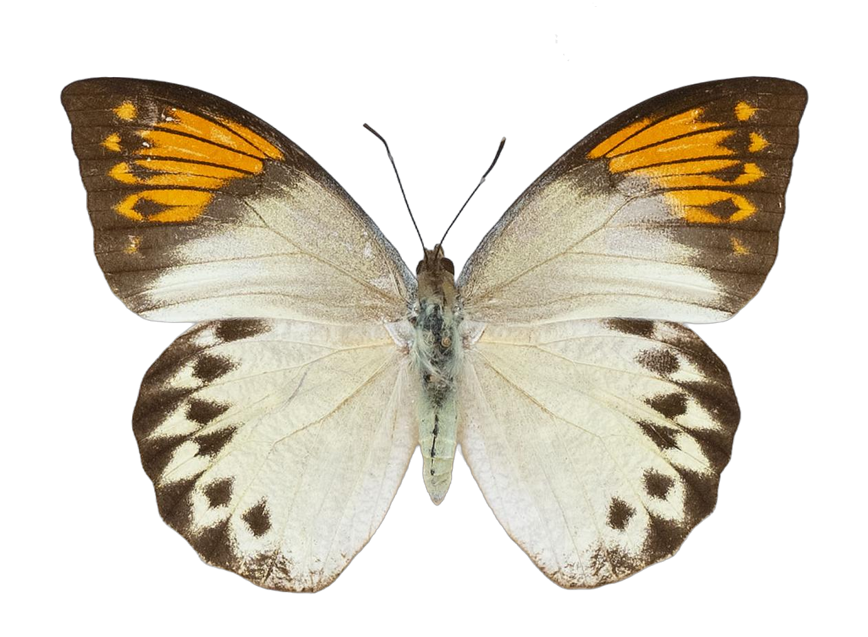 Hebomoia glaucippe formosana — PIERIDAE MARS 2026/Hebomoia 1 _TDR5541.jpg