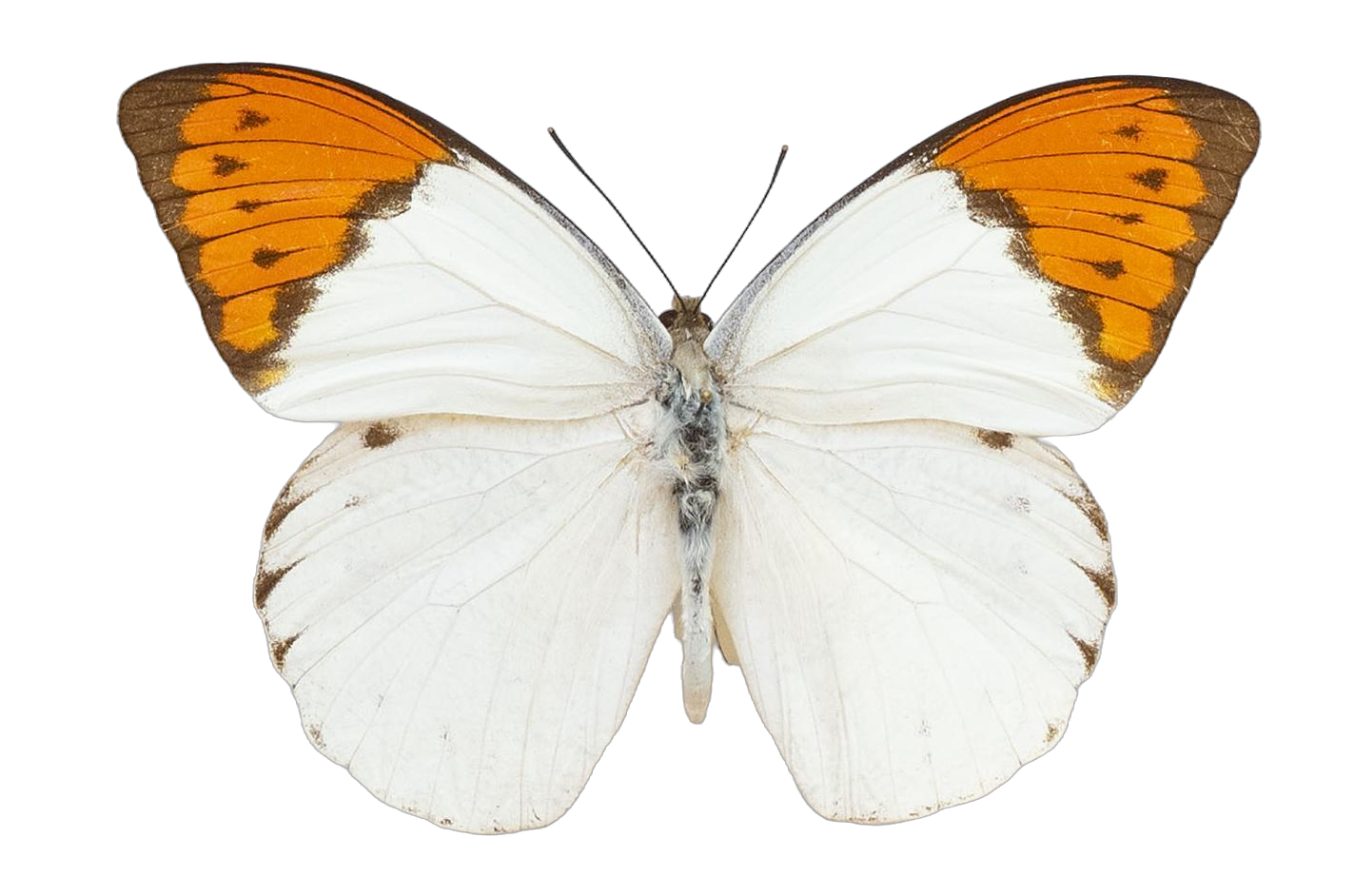 Hebomoia glaucippe liukiuensisFruhstorfer — PIERIDAE MARS 2026/Hebomoia 1 _TDR5541.jpg