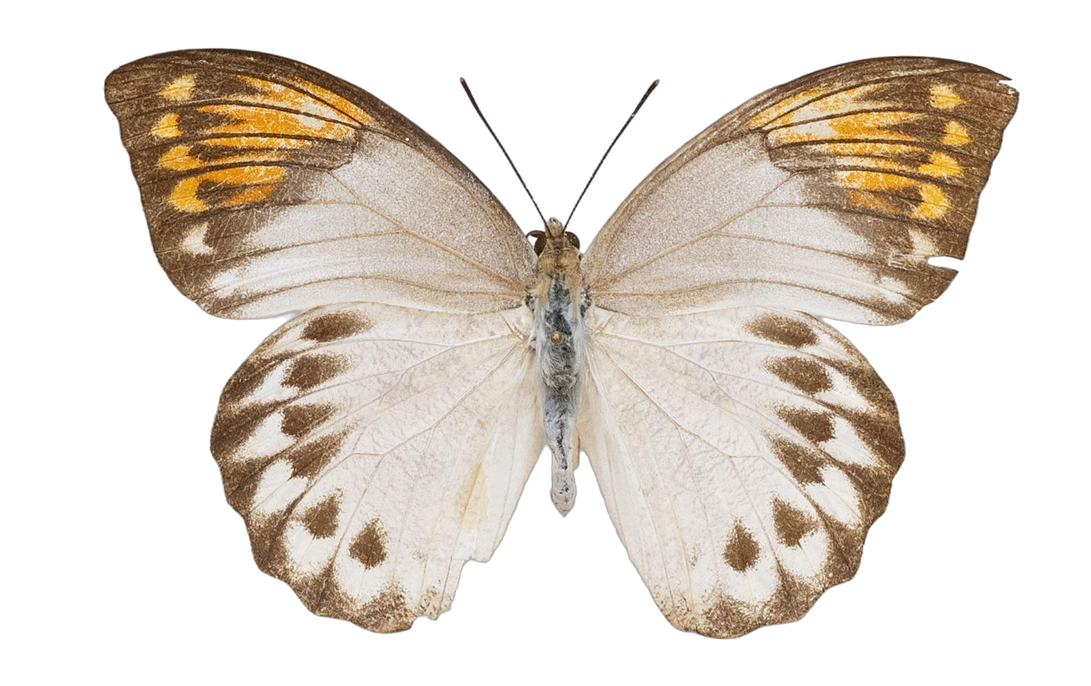 Hebomoia glaucippe liukiuensisFruhstorfer — PIERIDAE MARS 2026/Hebomoia 1 _TDR5541.jpg